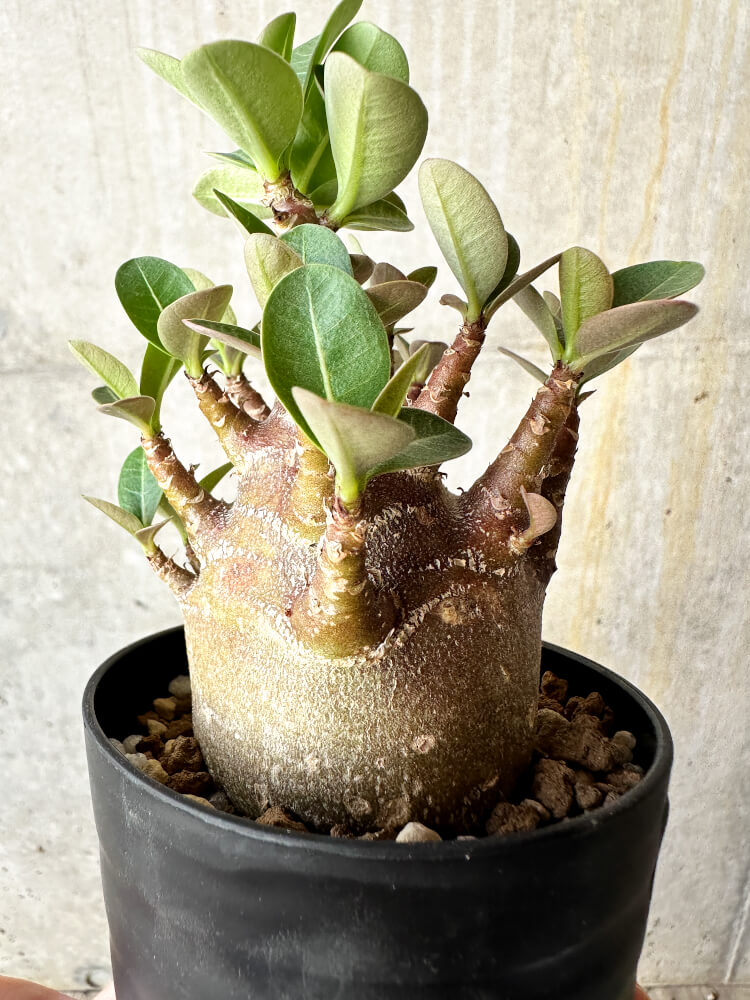 【現品限り】アデニウム・アラビカム ブラックスキン【J62】 Adenium arabicum 'Black skin'
