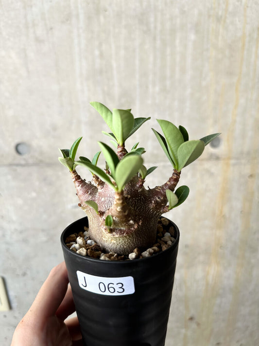 【現品限り】アデニウム・アラビカム ブラックスキン【J63】 Adenium arabicum 'Black skin'
