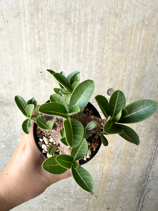 【現品限り】アデニウム・アラビカム ブラックスキン【J63】 Adenium arabicum 'Black skin'