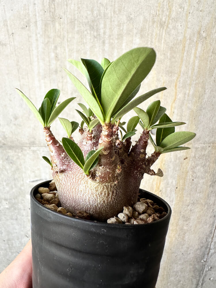 【現品限り】アデニウム・アラビカム ブラックスキン【J63】 Adenium arabicum 'Black skin'