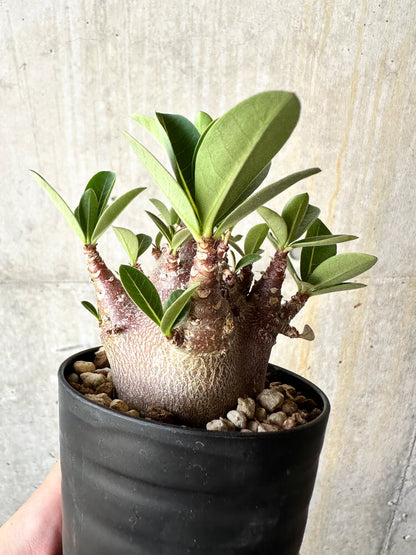 【現品限り】アデニウム・アラビカム ブラックスキン【J63】 Adenium arabicum 'Black skin'