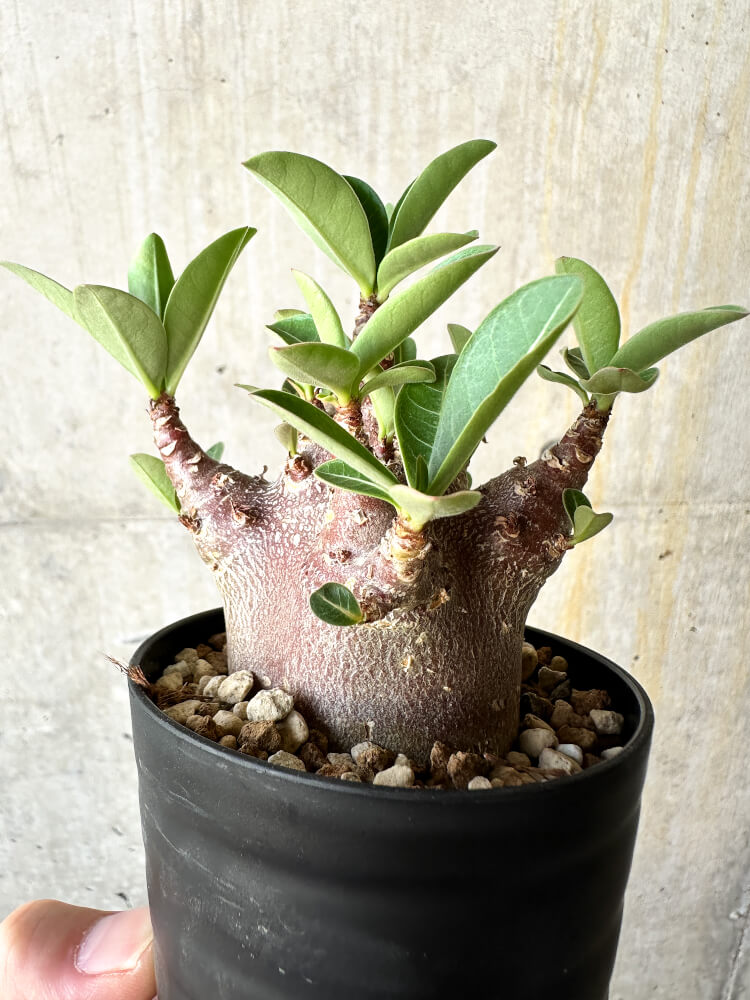 【現品限り】アデニウム・アラビカム ブラックスキン【J63】 Adenium arabicum 'Black skin'