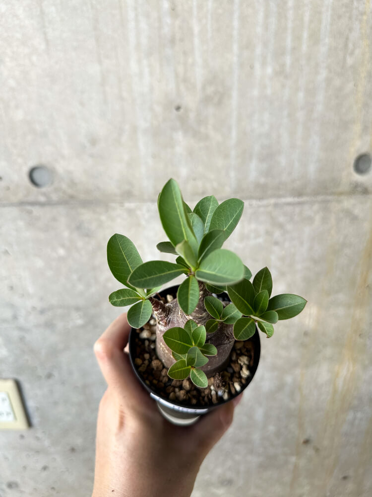 【現品限り】アデニウム・アラビカム ブラックスキン【J64】 Adenium arabicum 'Black skin'