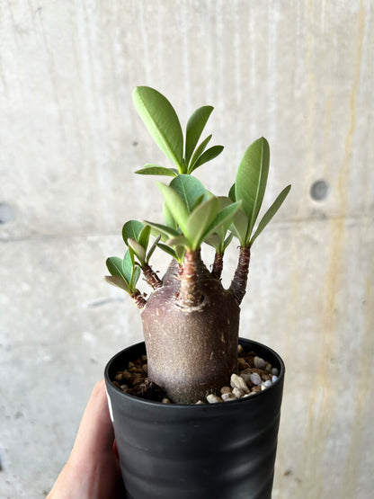 【現品限り】アデニウム・アラビカム ブラックスキン【J64】 Adenium arabicum 'Black skin'