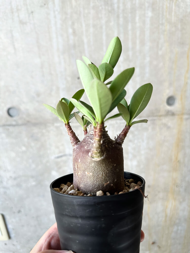 現品限り】アデニウム・アラビカム ブラックスキン【J64】 Adenium