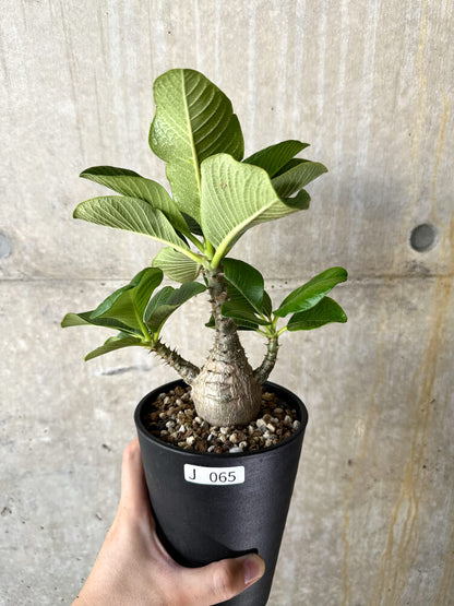 【現品限り】パキポディウム・ウィンゾリー 大株 実生【J65】 Pachypodium windsorii