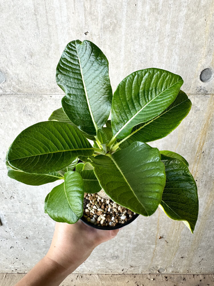 【現品限り】パキポディウム・ウィンゾリー 大株 実生【J65】 Pachypodium windsorii