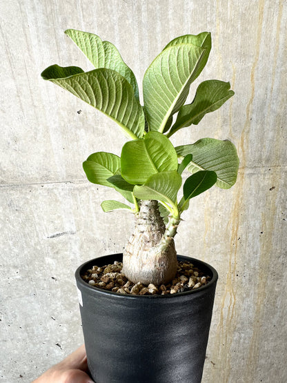 【現品限り】パキポディウム・ウィンゾリー 大株 実生【J65】 Pachypodium windsorii