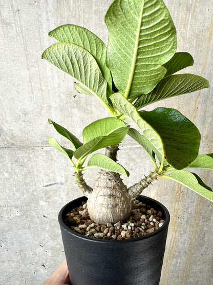 【現品限り】パキポディウム・ウィンゾリー 大株 実生【J65】 Pachypodium windsorii