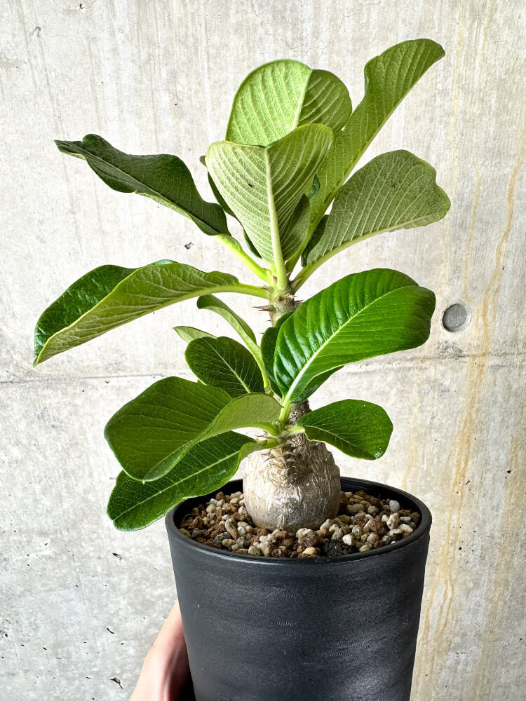 【現品限り】パキポディウム・ウィンゾリー 大株 実生【J65】 Pachypodium windsorii