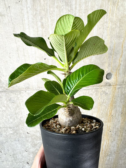 【現品限り】パキポディウム・ウィンゾリー 大株 実生【J65】 Pachypodium windsorii