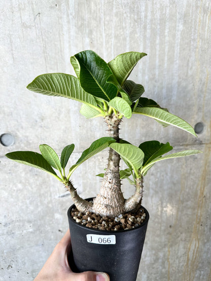 【現品限り】パキポディウム・ウィンゾリー 大株 実生【J66】 Pachypodium windsorii