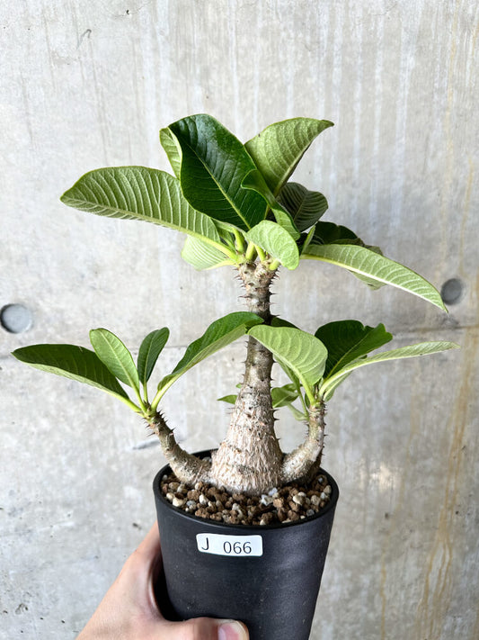 【現品限り】パキポディウム・ウィンゾリー 大株 実生【J66】 Pachypodium windsorii
