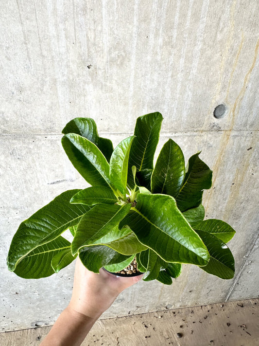 【現品限り】パキポディウム・ウィンゾリー 大株 実生【J66】 Pachypodium windsorii