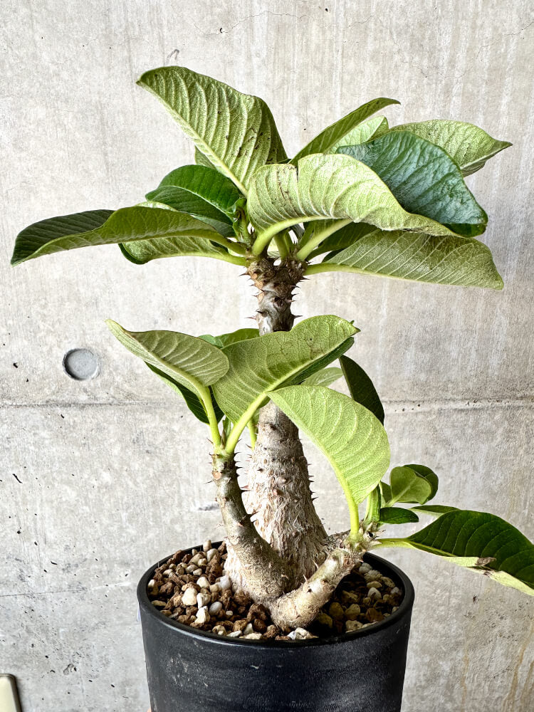 【現品限り】パキポディウム・ウィンゾリー 大株 実生【J66】 Pachypodium windsorii