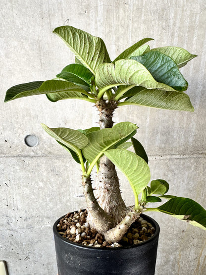 【現品限り】パキポディウム・ウィンゾリー 大株 実生【J66】 Pachypodium windsorii