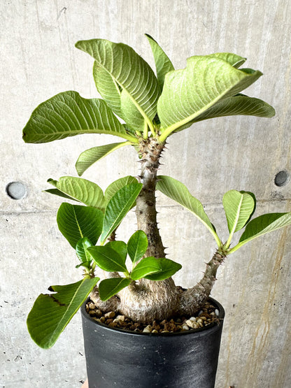 【現品限り】パキポディウム・ウィンゾリー 大株 実生【J66】 Pachypodium windsorii