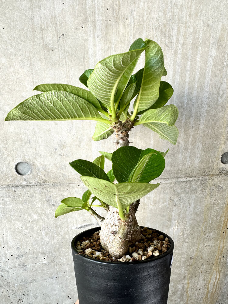 【現品限り】パキポディウム・ウィンゾリー 大株 実生【J66】 Pachypodium windsorii