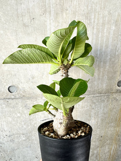 【現品限り】パキポディウム・ウィンゾリー 大株 実生【J66】 Pachypodium windsorii
