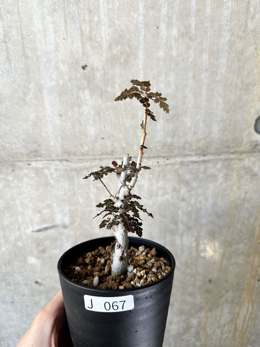 【現品限り】ボスウェリア【J67】 Boswellia nana x asplenifolia