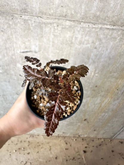 【現品限り】ボスウェリア【J67】 Boswellia nana x asplenifolia