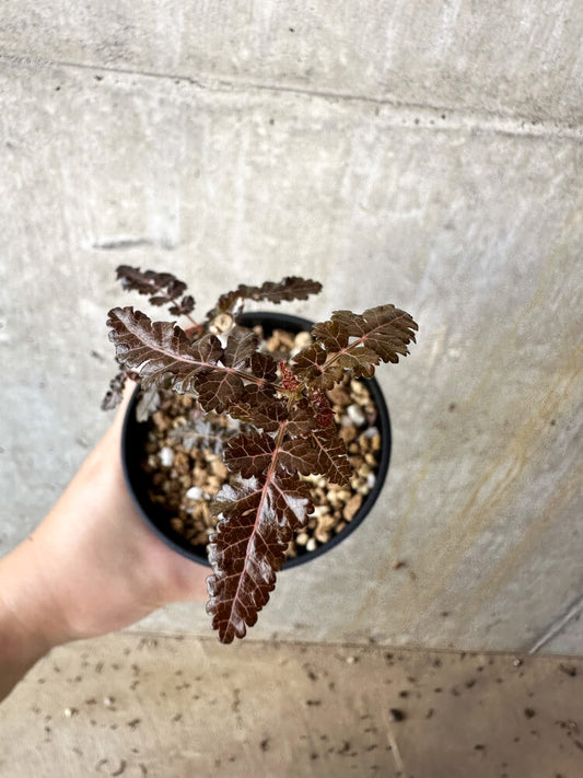 【現品限り】ボスウェリア【J67】 Boswellia nana x asplenifolia