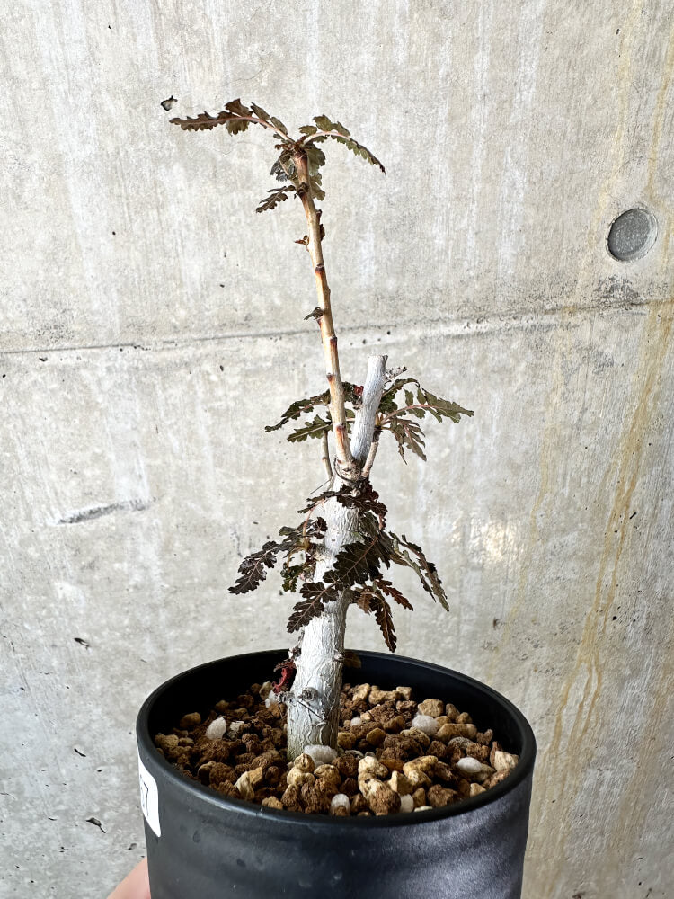 【現品限り】ボスウェリア【J67】 Boswellia nana x asplenifolia