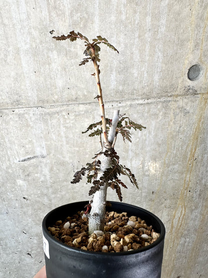 【現品限り】ボスウェリア【J67】 Boswellia nana x asplenifolia