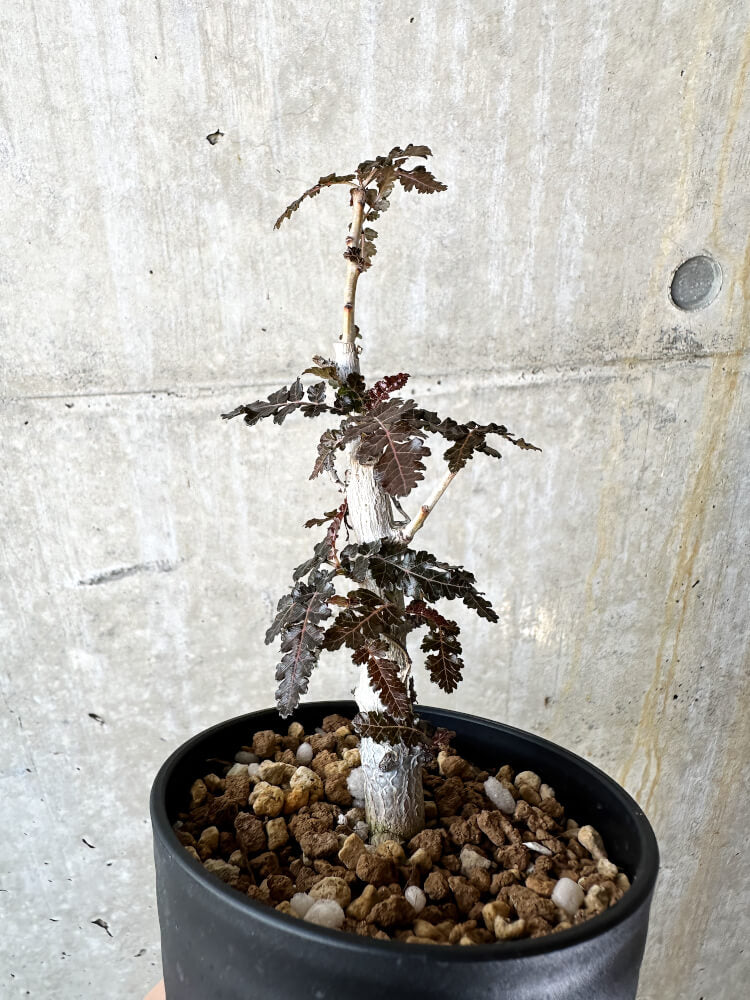 【現品限り】ボスウェリア【J67】 Boswellia nana x asplenifolia