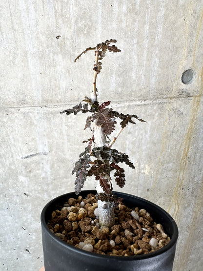 【現品限り】ボスウェリア【J67】 Boswellia nana x asplenifolia