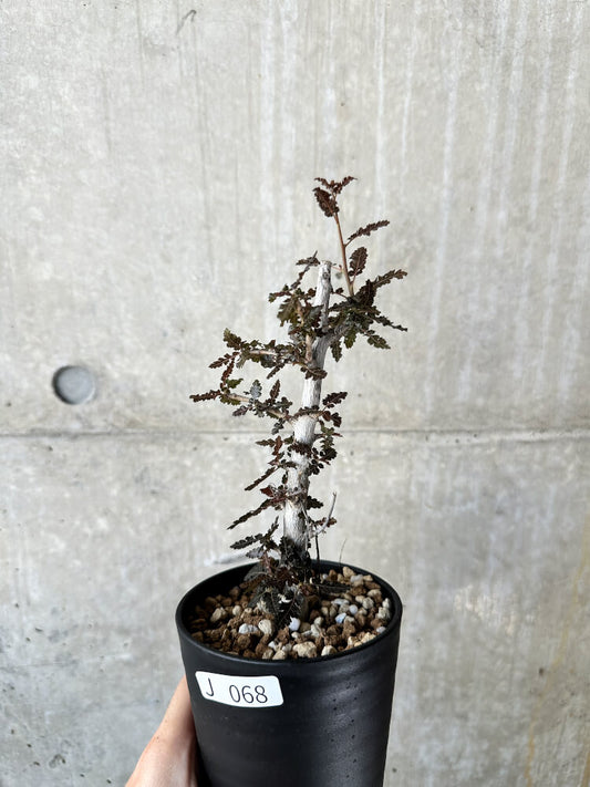 【現品限り】ボスウェリア【J68】 Boswellia nana x asplenifolia