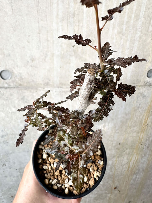 【現品限り】ボスウェリア【J68】 Boswellia nana x asplenifolia