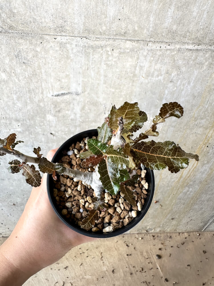 【現品限り】ボスウェリア・ナナ 大株【J69】 Boswellia nana