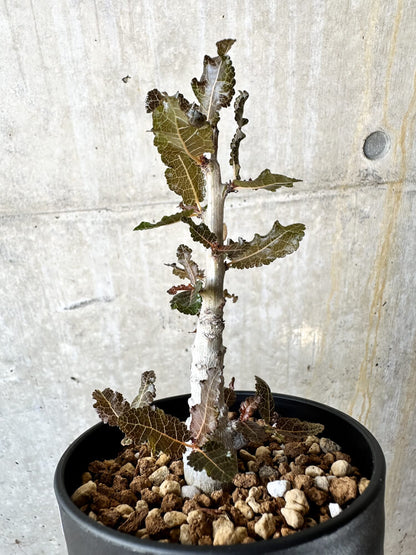 【現品限り】ボスウェリア・ナナ 大株【J69】 Boswellia nana