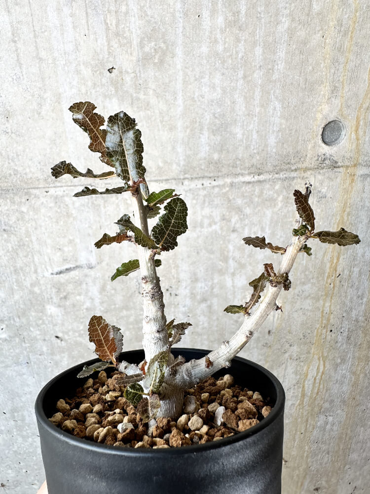 【現品限り】ボスウェリア・ナナ 大株【J69】 Boswellia nana