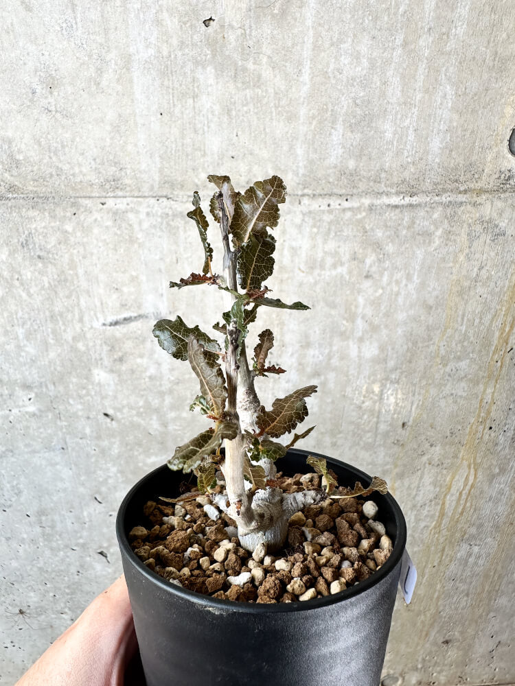 【現品限り】ボスウェリア・ナナ 大株【J69】 Boswellia nana