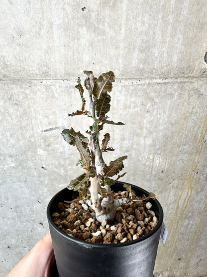 【現品限り】ボスウェリア・ナナ 大株【J69】 Boswellia nana