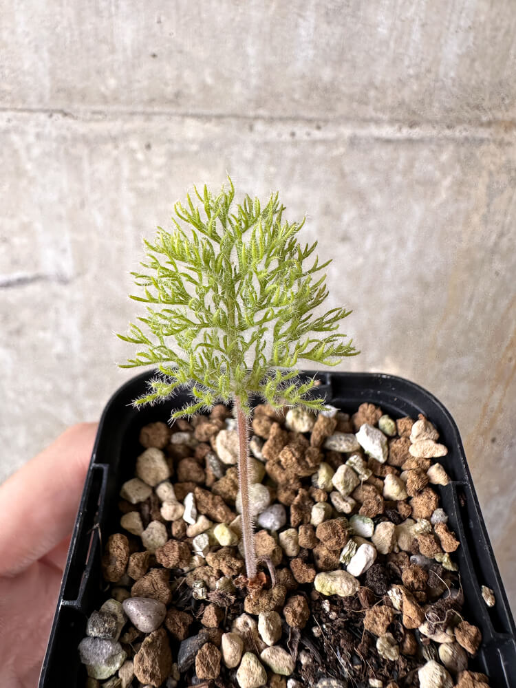 【現品限り】ペラルゴニウム・トリステ 実生【J6】 Pelargonium triste