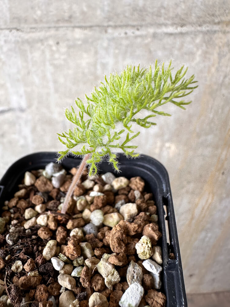 【現品限り】ペラルゴニウム・トリステ 実生【J6】 Pelargonium triste