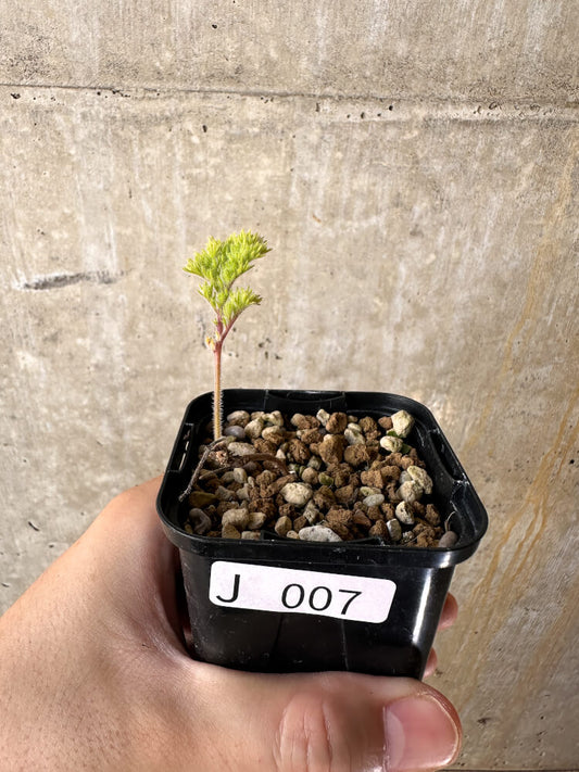 【現品限り】ペラルゴニウム・トリステ 実生【J7】 Pelargonium triste