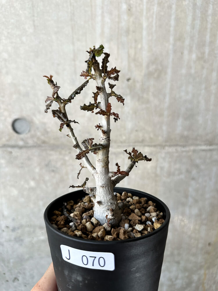 現品限り】ボスウェリア・ナナ 大株【J70】 Boswellia nana 塊根植物