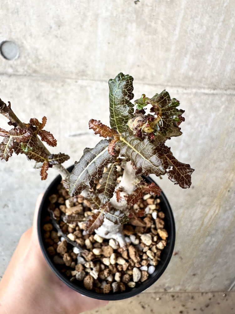 現品限り】ボスウェリア・ナナ 大株【J70】 Boswellia nana 塊根植物
