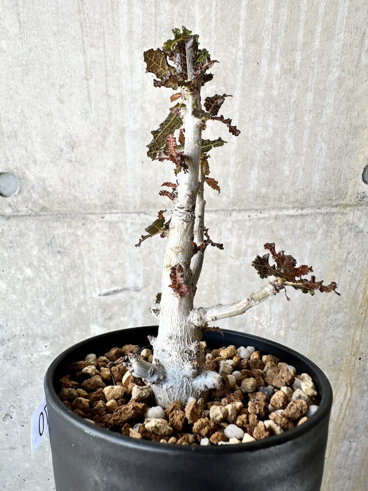 現品限り】ボスウェリア・ナナ 大株【J70】 Boswellia nana 塊根植物