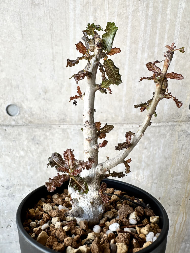 現品限り】ボスウェリア・ナナ 大株【J70】 Boswellia nana 塊根植物
