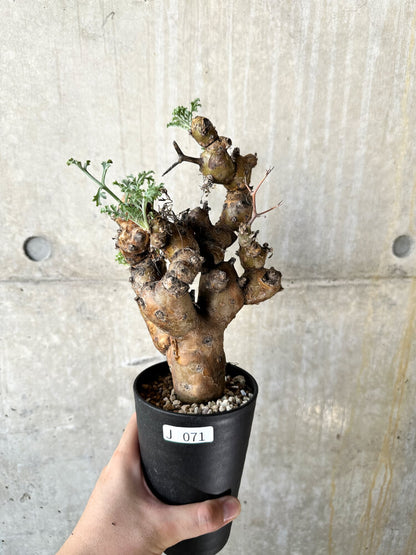 【現品限り】ペラルゴニウム・クリズミフォリウム 現地株 発根済み【J71】 Pelargonium crithmifolium