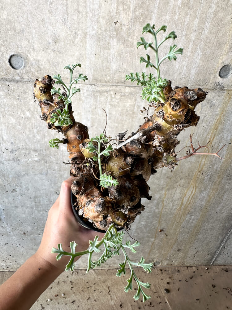 【現品限り】ペラルゴニウム・クリズミフォリウム 現地株 発根済み【J71】 Pelargonium crithmifolium