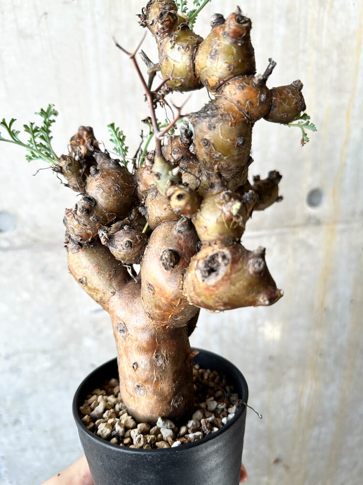 【現品限り】ペラルゴニウム・クリズミフォリウム 現地株 発根済み【J71】 Pelargonium crithmifolium