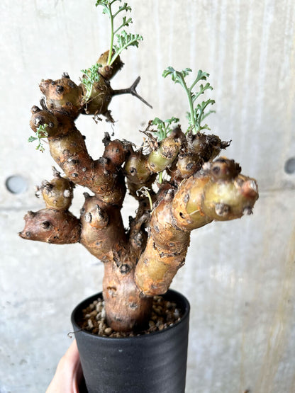 【現品限り】ペラルゴニウム・クリズミフォリウム 現地株 発根済み【J71】 Pelargonium crithmifolium