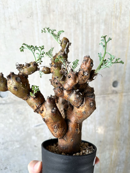 【現品限り】ペラルゴニウム・クリズミフォリウム 現地株 発根済み【J71】 Pelargonium crithmifolium