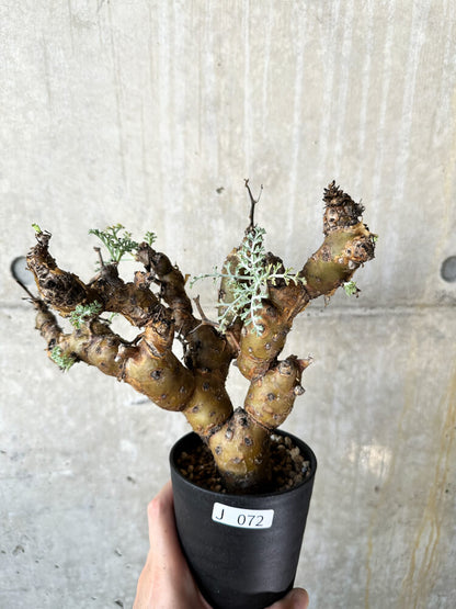 【現品限り】ペラルゴニウム・クリズミフォリウム 現地株 発根済み【J72】 Pelargonium crithmifolium